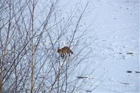 Dateiname=Fuchs-20120206-100.jpg
Dateigröße=167KB
Abmessungen: 880x584
hinzugefügt am: 06. Januar 2016 Fuchs-20120206-100.jpg