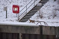 Dateiname=Fuchs-20120206-102.jpg
Dateigröße=192KB
Abmessungen: 880x584
hinzugefügt am: 06. Januar 2016 Fuchs-20120206-102.jpg