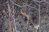 Dateiname=Fuchs-20120210-104.jpg
Dateigröße=283KB
Abmessungen: 880x584
hinzugefügt am: 06. Januar 2016 Fuchs-20120210-104.jpg