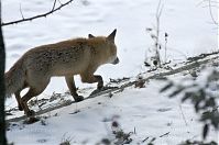 Dateiname=Fuchs-20120210-109.jpg
Dateigröße=162KB
Abmessungen: 880x584
hinzugefügt am: 06. Januar 2016 Fuchs-20120210-109.jpg