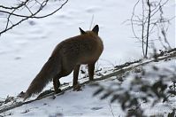 Dateiname=Fuchs-20120210-111.jpg
Dateigröße=154KB
Abmessungen: 880x584
hinzugefügt am: 06. Januar 2016 Fuchs-20120210-111.jpg