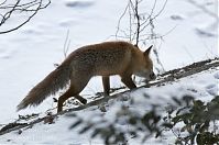 Dateiname=Fuchs-20120210-112.jpg
Dateigröße=164KB
Abmessungen: 880x584
hinzugefügt am: 06. Januar 2016 Fuchs-20120210-112.jpg