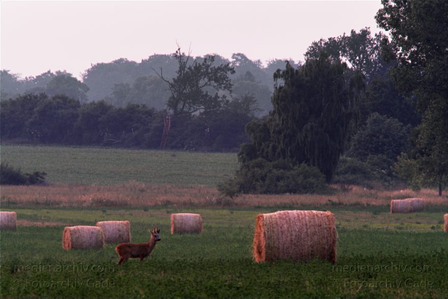 Mecklenburg-Vorpommern. Feldberger Seenlandschaft. Carwitz. Hirsch auf einem Feld.
2. 7. 2010. Mecklenburg-Vorpommern. Feldberger Seenlandschaft. Carwitz. Fauna. Tiere. Hirsch auf einem Feld. Abenddämmerung.
Schlüsselwörter: Carwitz;Fauna;Feldberger Seenlandschaft;Hirsch;Mecklenburg-Vorpommern;Tiere;2010;Wild