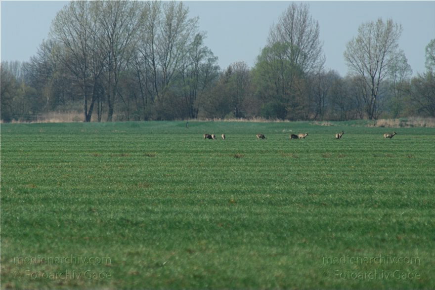 Brandenburg. Wild. Rudel Rehe
10. 4. 2009. Brandenburg. Rhinluch bei Hakenberg. Linum.Fauna. Tiere. Wild. Ein Rudel Rehe.
Schlüsselwörter: Brandenburg;Fauna;Rehe;Rhinluch;Rudel;Tiere;2009;Wild