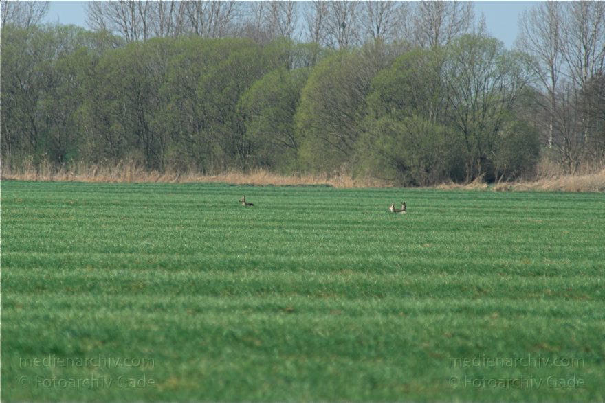 Brandenburg. Wild. Rudel Rehe
10. 4. 2009. Brandenburg. Rhinluch bei Hakenberg. Linum.Fauna. Tiere. Wild. Ein Rudel Rehe.
Schlüsselwörter: Brandenburg;Fauna;Rehe;Rhinluch;Rudel;Tiere;2009;Wild