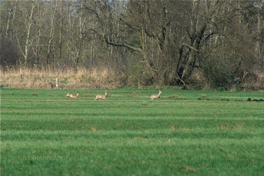 Brandenburg. Wild. Rudel Rehe
10. 4. 2009. Brandenburg. Rhinluch bei Hakenberg. Linum.Fauna. Tiere. Wild. Ein Rudel Rehe.
Schlüsselwörter: Brandenburg;Fauna;Rehe;Rhinluch;Rudel;Tiere;2009;Wild