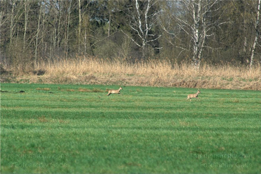 Brandenburg. Wild. Rudel Rehe
10. 4. 2009. Brandenburg. Rhinluch bei Hakenberg. Linum.Fauna. Tiere. Wild. Ein Rudel Rehe.
Schlüsselwörter: Brandenburg;Fauna;Rehe;Rhinluch;Rudel;Tiere;2009;Wild