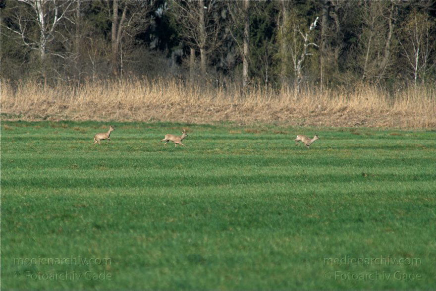 Brandenburg. Wild. Rudel Rehe
10. 4. 2009. Brandenburg. Rhinluch bei Hakenberg. Linum.Fauna. Tiere. Wild. Ein Rudel Rehe.
Schlüsselwörter: Brandenburg;Fauna;Rehe;Rhinluch;Rudel;Tiere;2009;Wild