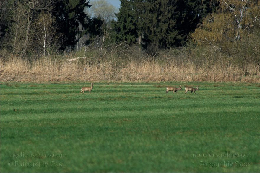 Brandenburg. Wild. Rudel Rehe
10. 4. 2009. Brandenburg. Rhinluch bei Hakenberg. Linum.Fauna. Tiere. Wild. Ein Rudel Rehe.
Schlüsselwörter: Brandenburg;Fauna;Rehe;Rhinluch;Rudel;Tiere;2009;Wild
