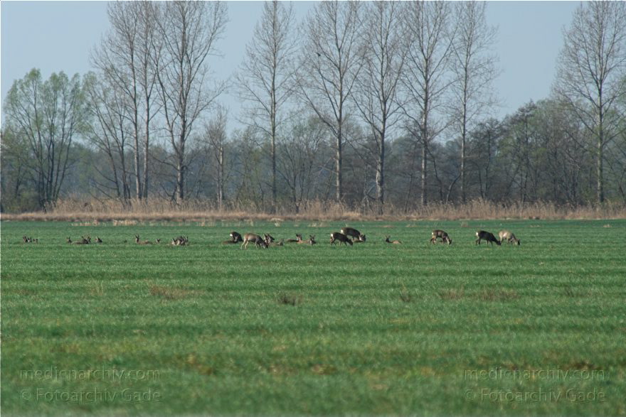 Brandenburg. Wild. Rudel Rehe
10. 4. 2009. Brandenburg. Rhinluch bei Hakenberg. Linum.Fauna. Tiere. Wild. Ein Rudel Rehe.
Schlüsselwörter: Brandenburg;Fauna;Rehe;Rhinluch;Rudel;Tiere;2009;Wild