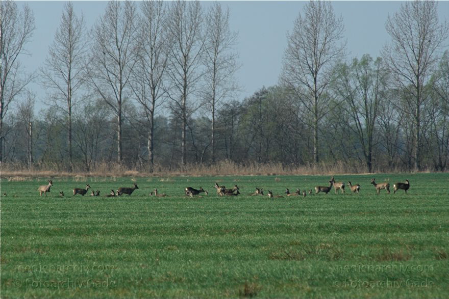 Brandenburg. Wild. Rudel Rehe
10. 4. 2009. Brandenburg. Rhinluch bei Hakenberg. Linum.Fauna. Tiere. Wild. Ein Rudel Rehe.
Schlüsselwörter: Brandenburg;Fauna;Rehe;Rhinluch;Rudel;Tiere;2009;Wild