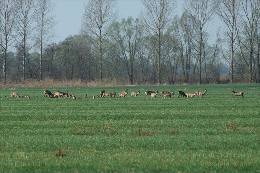 Brandenburg. Wild. Rudel Rehe
10. 4. 2009. Brandenburg. Rhinluch bei Hakenberg. Linum.Fauna. Tiere. Wild. Ein Rudel Rehe.
Schlüsselwörter: Brandenburg;Fauna;Rehe;Rhinluch;Rudel;Tiere;2009;Wild