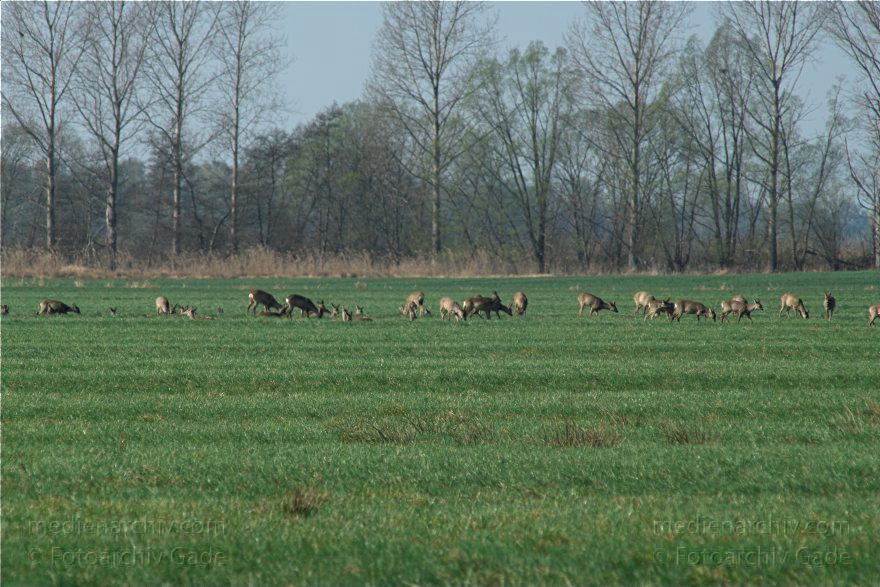 Brandenburg. Wild. Rudel Rehe
10. 4. 2009. Brandenburg. Rhinluch bei Hakenberg. Linum.Fauna. Tiere. Wild. Ein Rudel Rehe.
Schlüsselwörter: Brandenburg;Fauna;Rehe;Rhinluch;Rudel;Tiere;2009;Wild