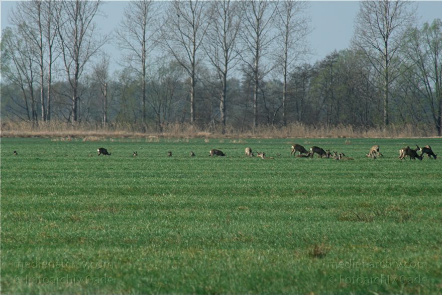 Brandenburg. Wild. Rudel Rehe
10. 4. 2009. Brandenburg. Rhinluch bei Hakenberg. Linum.Fauna. Tiere. Wild. Ein Rudel Rehe.
Schlüsselwörter: Brandenburg;Fauna;Rehe;Rhinluch;Rudel;Tiere;2009;Wild