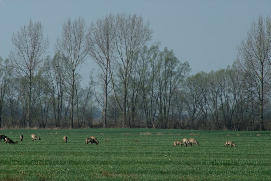 Brandenburg. Wild. Rudel Rehe
10. 4. 2009. Brandenburg. Rhinluch bei Hakenberg. Linum.Fauna. Tiere. Wild. Ein Rudel Rehe.
Schlüsselwörter: Brandenburg;Fauna;Rehe;Rhinluch;Rudel;Tiere;2009;Wild