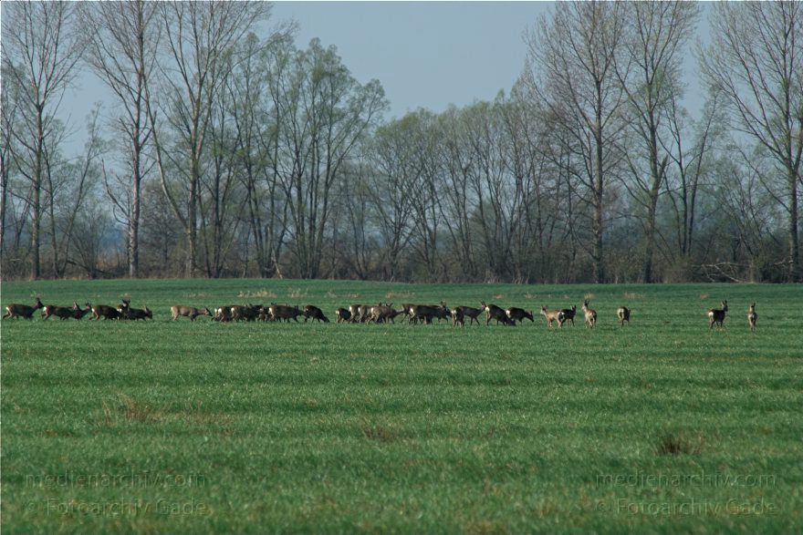 Brandenburg. Wild. Rudel Rehe
10. 4. 2009. Brandenburg. Rhinluch bei Hakenberg. Linum.Fauna. Tiere. Wild. Ein Rudel Rehe.
Schlüsselwörter: Brandenburg;Fauna;Rehe;Rhinluch;Rudel;Tiere;2009;Wild