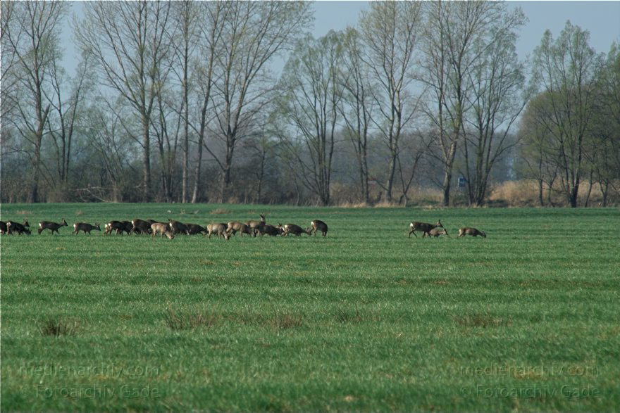 Brandenburg. Wild. Rudel Rehe
10. 4. 2009. Brandenburg. Rhinluch bei Hakenberg. Linum.Fauna. Tiere. Wild. Ein Rudel Rehe.
Schlüsselwörter: Brandenburg;Fauna;Rehe;Rhinluch;Rudel;Tiere;2009;Wild