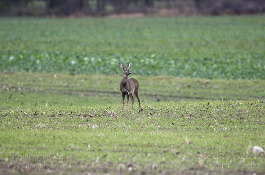 Brandenburg. Eichstädt. Reh (Capreolus capreolus)
5. 11. 2012. Brandenburg. Oberkrämer. Eichstädt. Fauna. Tiere. Rehe (Capreolus capreolus) Familie Hirsche (Cervidae), Technik: Skywatcher ED 120 und Pentax K-5
Schlüsselwörter: Brandenburg;Capreolus capreolus;Cervidae;Eichstädt;Fauna;Hirsche;2012;Rehe