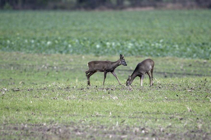 Brandenburg. Eichstädt. Reh (Capreolus capreolus)
5. 11. 2012. Brandenburg. Oberkrämer. Eichstädt. Fauna. Tiere. Rehe (Capreolus capreolus) Familie Hirsche (Cervidae), Technik: Skywatcher ED 120 und Pentax K-5
Schlüsselwörter: Brandenburg;Capreolus capreolus;Cervidae;Eichstädt;Fauna;Hirsche;2012;Rehe