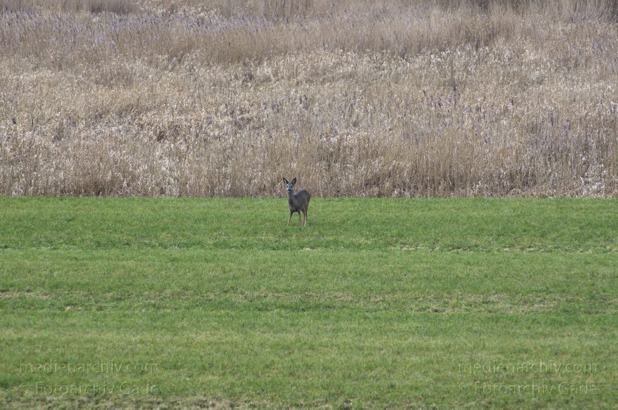 Hemmoor. Osten.
7. 2. 2013. Niedersachsen. Hemmoor. Osten. Rehe (Capreolus capreolus) auf den Feldern. Familie Hirsche (Cervidae)
Schlüsselwörter: Capreolus capreolus;Fauna;Felder;Hemmoor;Niedersachsen;Osten;Rehe;2013;Tiere