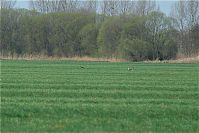 Rehe-20090410-24.jpg