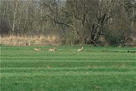 Rehe-20090410-25.jpg