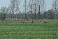 Rehe-20090410-36.jpg