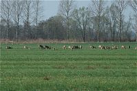 Rehe-20090410-43.jpg