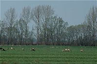 Rehe-20090410-45.jpg