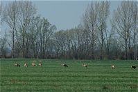 Rehe-20090410-48.jpg