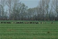 Rehe-20090410-50.jpg