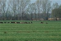 Rehe-20090410-55.jpg