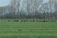 Rehe-20090410-56.jpg