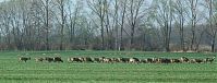 Rehe-20090410-56a.jpg