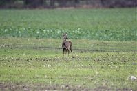 Rehe-20121105-108.jpg