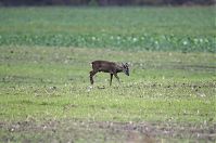 Rehe-20121105-109.jpg