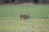 Rehe-20121105-113.jpg