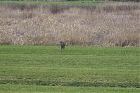Rehe-20130207-104.jpg