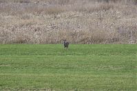Rehe-20130207-105.jpg
