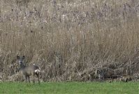 Rehe-20130207-107.jpg