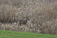 Rehe-20130207-110.jpg