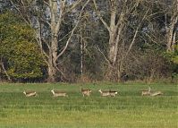 Rehe-Rhinluch-20141102-13.jpg