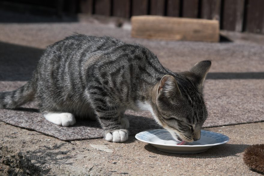 2006 . Junger grau-schwarz gestreifter Kater
21. 8. 2006. Mecklenburg-Vorpommern. Carwitz. Fauna. Tiere. Junger grau-schwarz gestreifter Kater. Katzen
Schlüsselwörter: Carwitz;Fauna;Kater;Katzen;Mecklenburg-Vorpommern;2006;Tiere