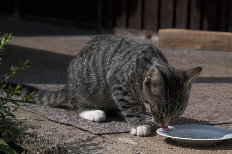 2006 . Junger grau-schwarz gestreifter Kater
21. 8. 2006. Mecklenburg-Vorpommern. Carwitz. Fauna. Tiere. Junger grau-schwarz gestreifter Kater. Katzen
Schlüsselwörter: Carwitz;Fauna;Kater;Katzen;Mecklenburg-Vorpommern;2006;Tiere