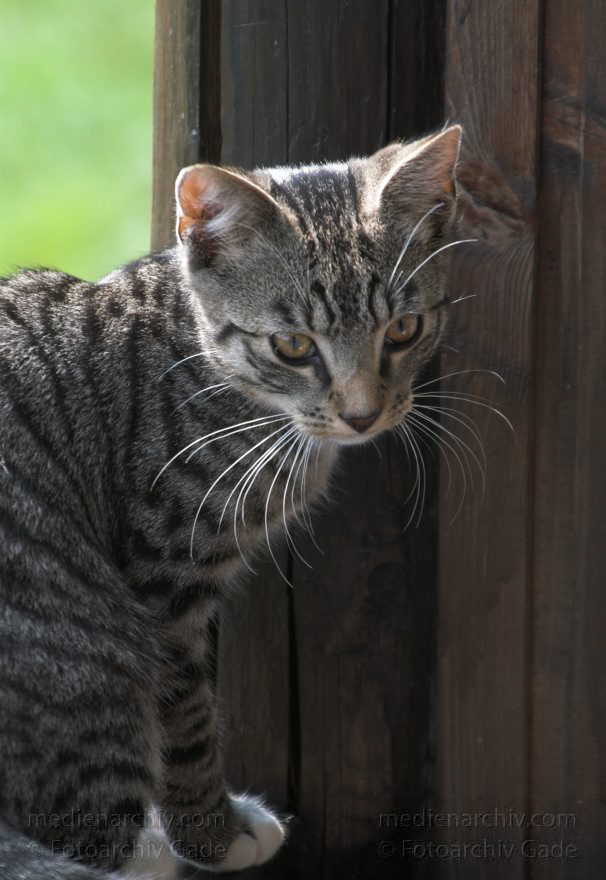 2006 . Junger grau-schwarz gestreifter Kater
21. 8. 2006. Mecklenburg-Vorpommern. Carwitz. Fauna. Tiere. Junger grau-schwarz gestreifter Kater. Katzen
Schlüsselwörter: Carwitz;Fauna;Kater;Katzen;Mecklenburg-Vorpommern;2006;Tiere