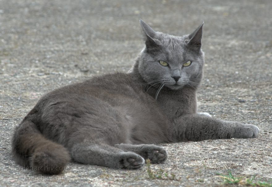 Mecklenburg-Vorpommern. Feldberger Seenlandschaft. Carwitz.
2009. Mecklenburg-Vorpommern. Feldberger Seenlandschaft. Carwitz. Fauna. Tiere. Grauer Kater. Katze
Schlüsselwörter: Carwitz;Fauna;Feldberger-Seenlandschaft;Kater;Katze;Mecklenburg-Vorpommern;2009;Tiere