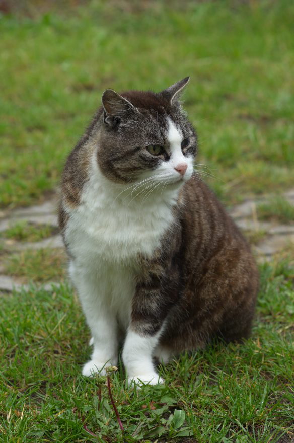 Carwitz - Haustiere. Katze. Fauna
4. 7. 2011. Carwitz. Haustiere. Katze. Fauna
Schlüsselwörter: Carwitz;Haustiere;2011;Katzen
