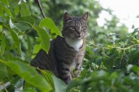 Katze-20110704-71.jpg