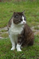 Katze-20110704-72.jpg