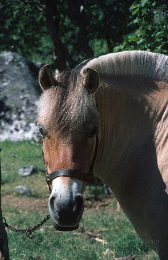 Tiere. Pferde
um 1960. Skandinavien. Norwegen. Fauna Tiere. Pferd
Schlüsselwörter: Norwegen;Pferd;Skandinavien;1960;Fauna;Tiere
